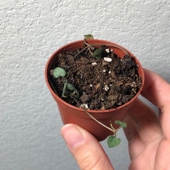 String of hearts 2” potted plant - Picture 4 of 6